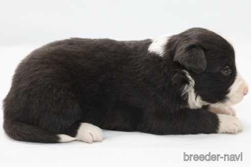 成約済の神奈川県のボーダーコリー-364973の4枚目